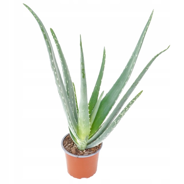 Aloe Vera NIEŚMIERTELNY ALOES Zwyczajny Domowa Lecznicza Roślina