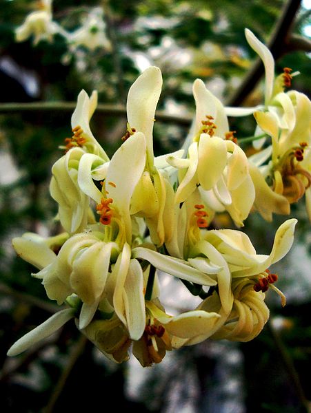 MEDICA MORINGA OLEIFERA niedobory witamin mikroelementów SERCE WYTRZYMAŁOŚĆ