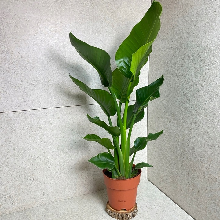 Strelitzia Nicolai Strelicja Biała Rajski Ptak XL