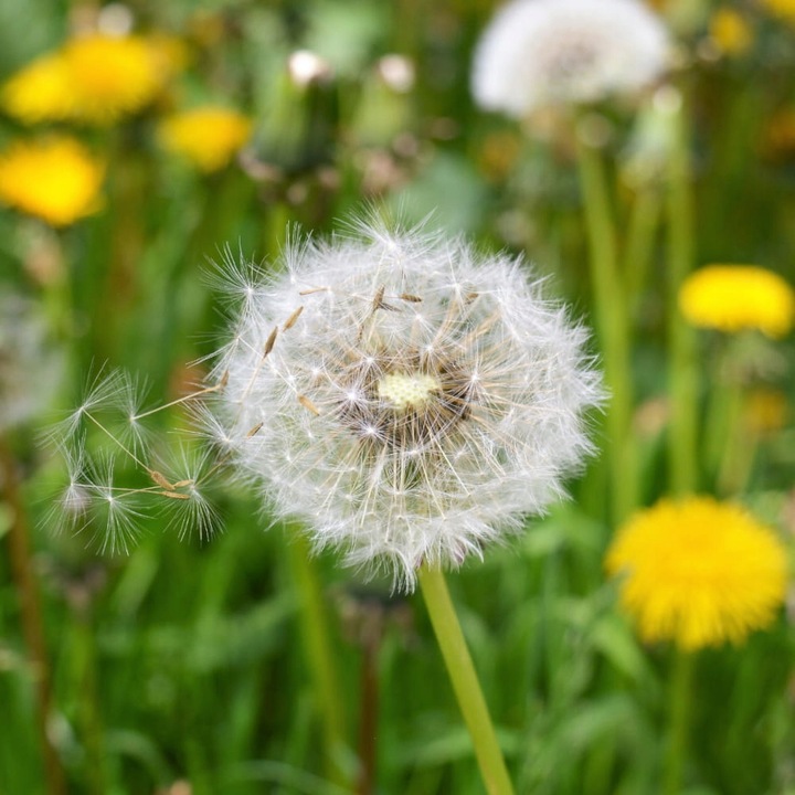 STARANE TRAWNIKI 250 ML TARGET ZWALCZA CHWASTY NA TRAWNIKU