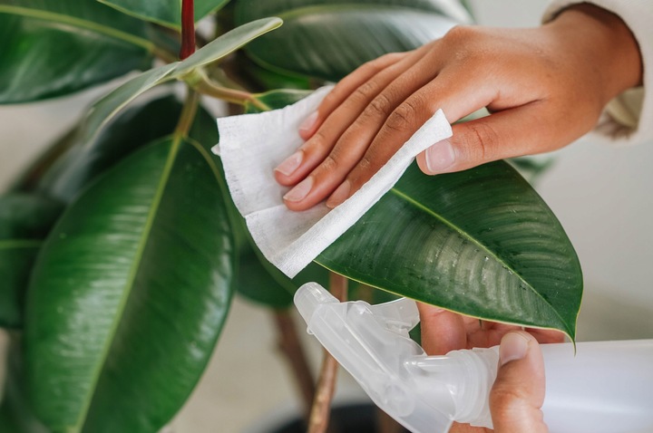 ZESTAW DO CZYSZCZENIA ROŚLIN LIŚCI KWIATÓW OLEJEK NEEM OLEJ MYDŁO POTASOWE