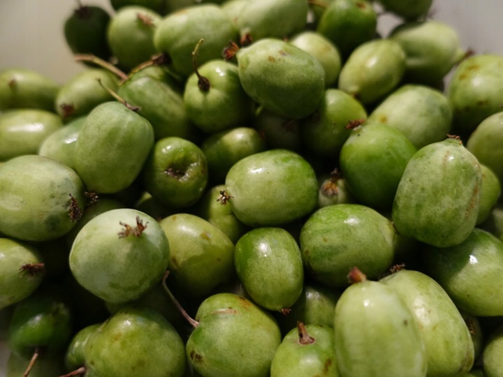Actinidia ISSAI mini KIWI SAMOPYLNA doniczka WIT C sadzonka DONICZKA