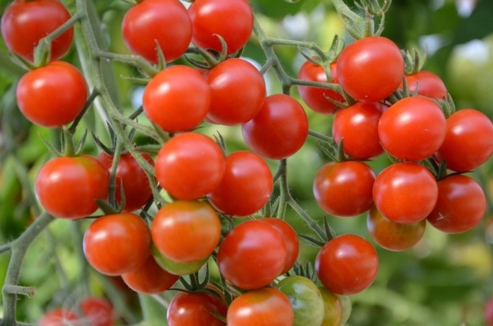 ZESTAW DO UPRAWY POMIDOR VILMA POMIDORY KOKTAJLOWE NASIONA 10x WIELOLETNIA