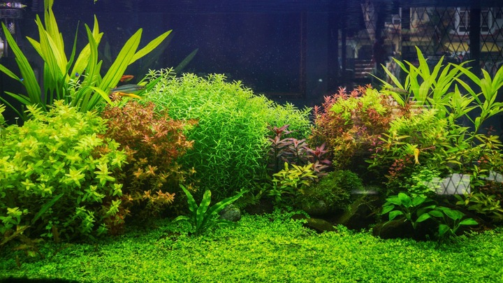 Zestaw CO2 Standard z wył. nocnym 5l z akcesoriami