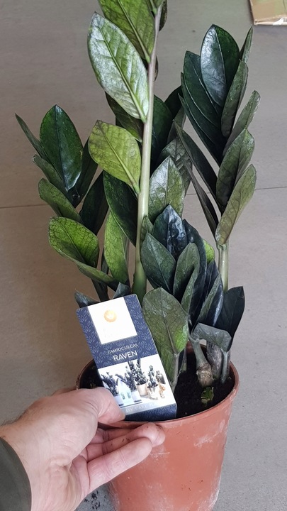 Zamiokulkas RAVEN ZAMIA