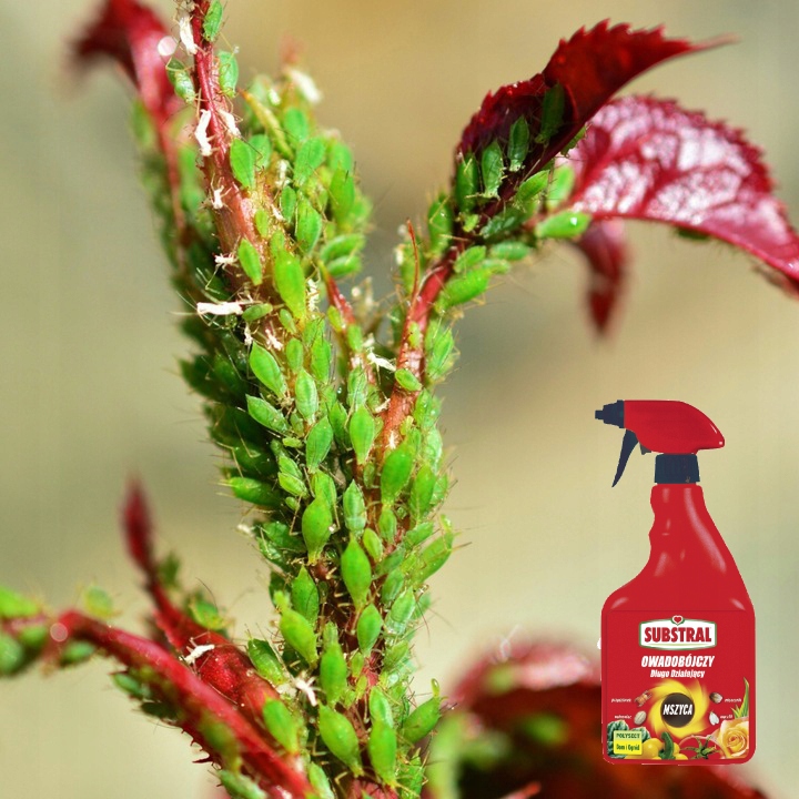 SUBSTRAL POLYSECT ŚRODEK OPRYSK MSZYCE PRZĘDZIORKI WEŁNOWCE MĄCZLIKI