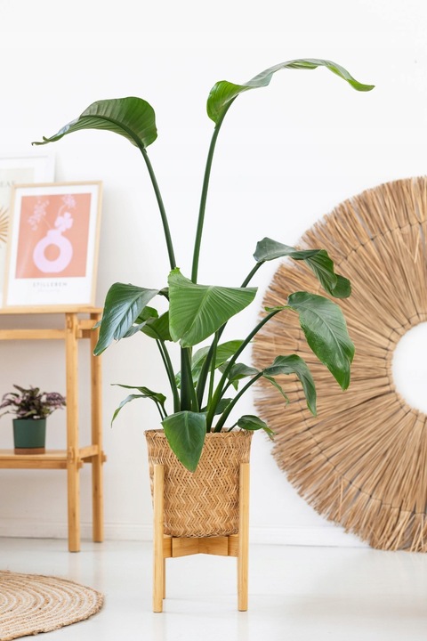 Kwietnik stojący REGULOWANY 25-36 drewniany stojak na kwiaty rośliny NEST