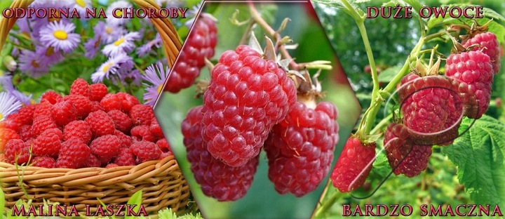 MALINA - LASZKA WCZESNA - SMACZNA PAKIET 10 MALIN