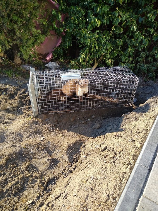 ŻYWOŁAPKA PUŁAPKA NA KUNY SZCZURY ŁASICE NORKI TCHÓRZE ŁASKI ŁAPKA