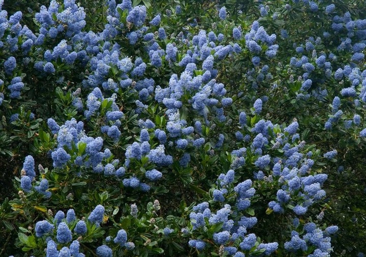 Prusznik niebieski VICTORIA zimozielony SADZONKA niebieski DŁUGO