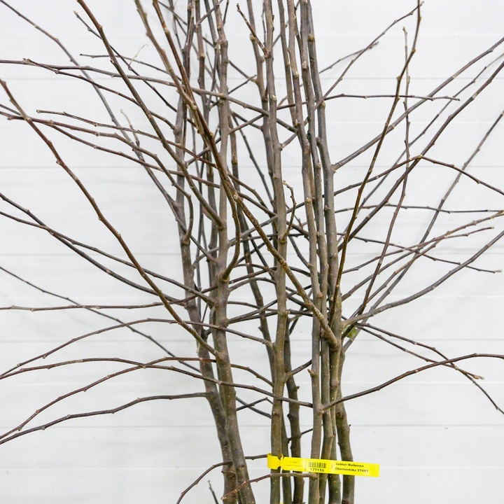 SADZONKI DRZEWKA OWOCOWE JABŁOŃ MALINOWA OBERLANDZKA MALINÓWKA STARA