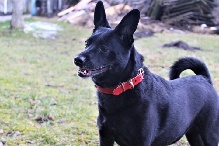 OBROŻA DLA PSA Z IMIENIEM GRAWEREM SKÓRZANA 33-41cm