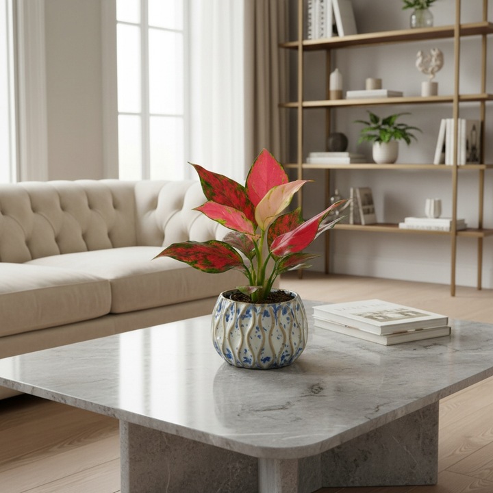 AGLAONEMA Pinky Promise DØ6cm Łatwa w uprawie. Idealna na prezent