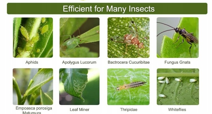 12x ŻÓŁTY LEP DO DONICZEK MOTYL na ziemiórki mszyce muszki owocówki owady