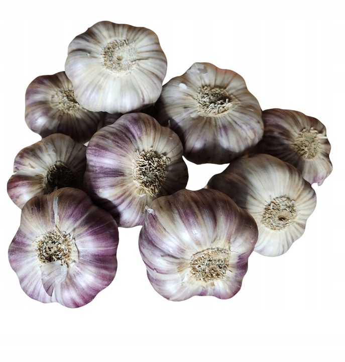 Czosnek Polski harnaś PREMIUM duże główki 6,5-7,5cm 1kg sadzenia