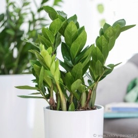 SUBSTRAL OCHRONA KWIATY 100ml OWADOBÓJCZY I GRZYBOBÓJCZY ZIEMIÓRKI