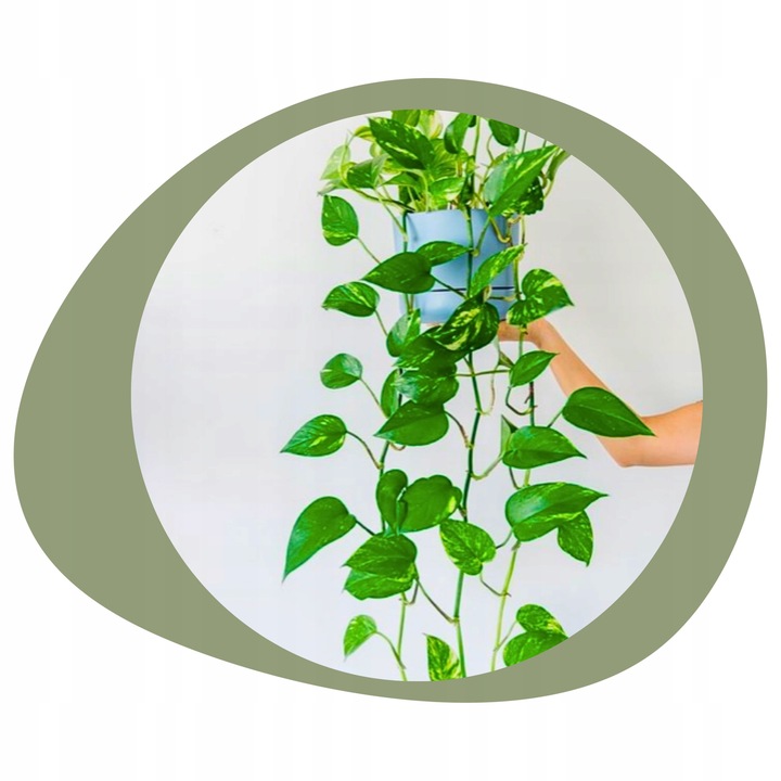 Epipremnum Aureum ZŁOCISTE Przebarwienia PNĄCZE Łatwa Uprawa Sercowate