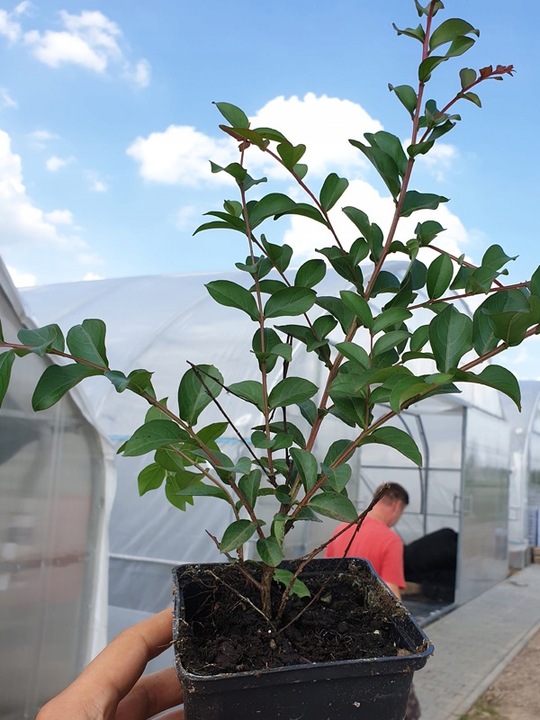 LAGERSTROEMIA INDYJSKA PINK NAJDŁUŻEJ KWITNĄCY KRZEW ŚWIATA Sadz.