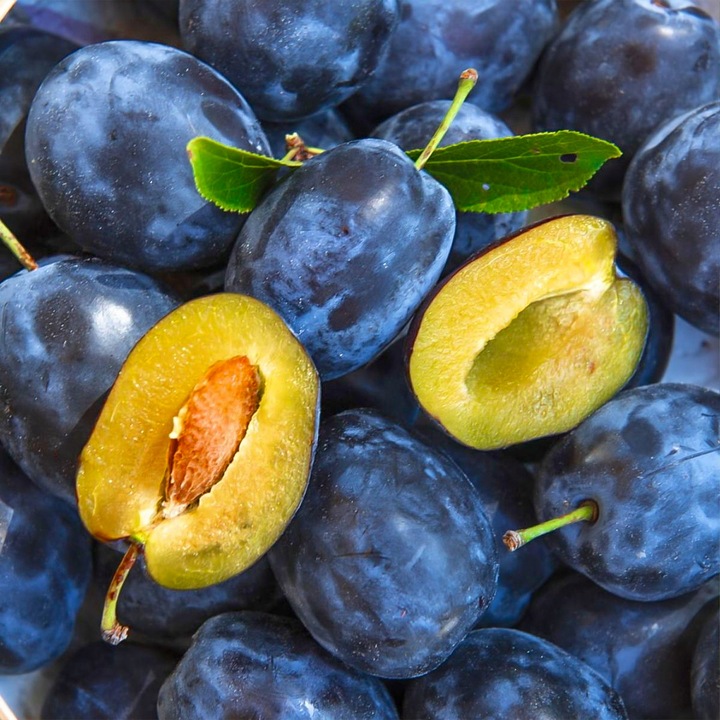 SADZONKI DRZEWKA OWOCOWE ŚLIWA WĘGIERKA DĄBROWICKA STARA POLSKA