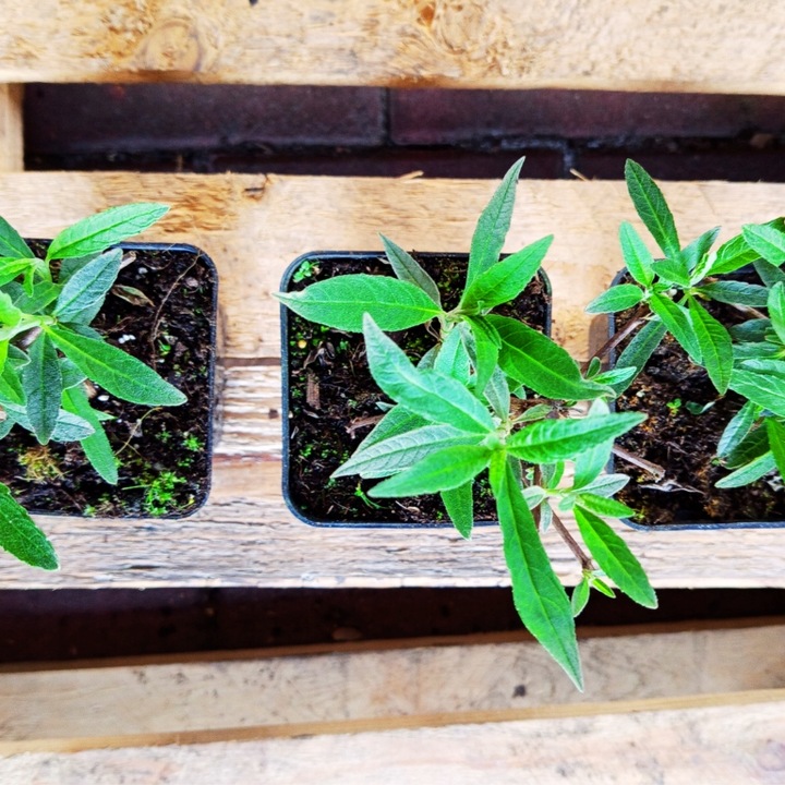 BUDLEJA TRÓJKOLOROWA ZESTAW 3 SADZONEK - MIODODAJNY MOTYLI KRZEW