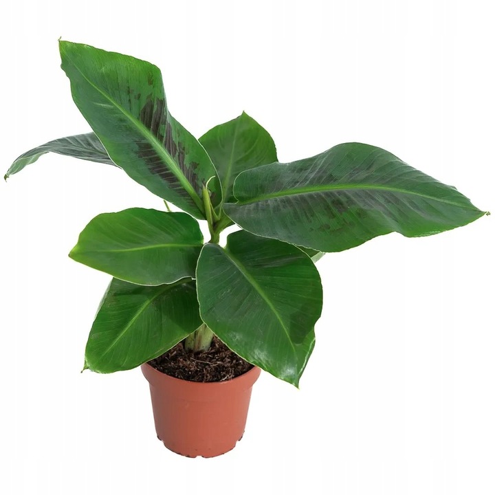 Musa acuminata Bananowiec - EGZOTYCZNY BANAN W DOMU - Duże Liście