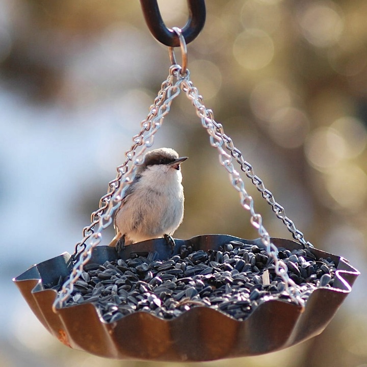 SŁONECZNIK CZARNY PREMIUM Drobny DLA PTAKÓW I NA POPLON ziarno 20KG