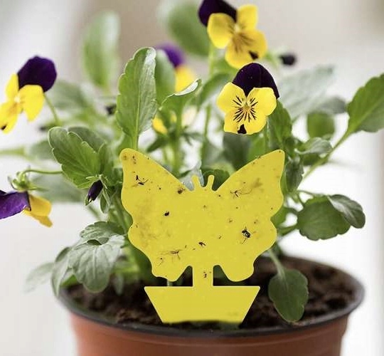 60x ŻÓŁTY LEP DO DONICZEK MOTYL na ziemiórki mszyce muszki owocówki