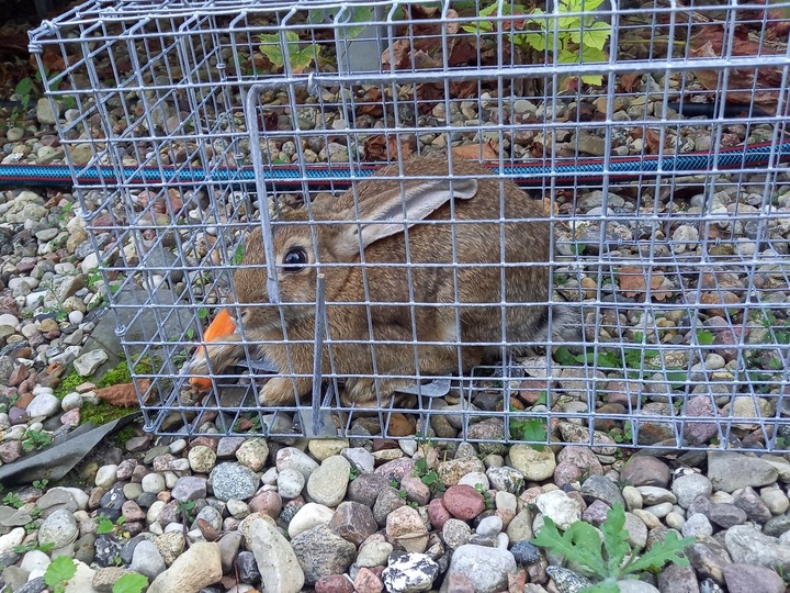 ŻYWOŁAPKA PUŁAPKA NA KUNY SZCZURY ŁASICE NORKI TCHÓRZE ŁASKI ŁAPKA