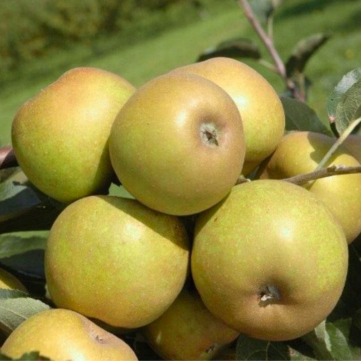 SADZONKI DRZEWKA OWOCOWE JABŁOŃ SZARA RENETA NAJLEPSZA CENIONA DO