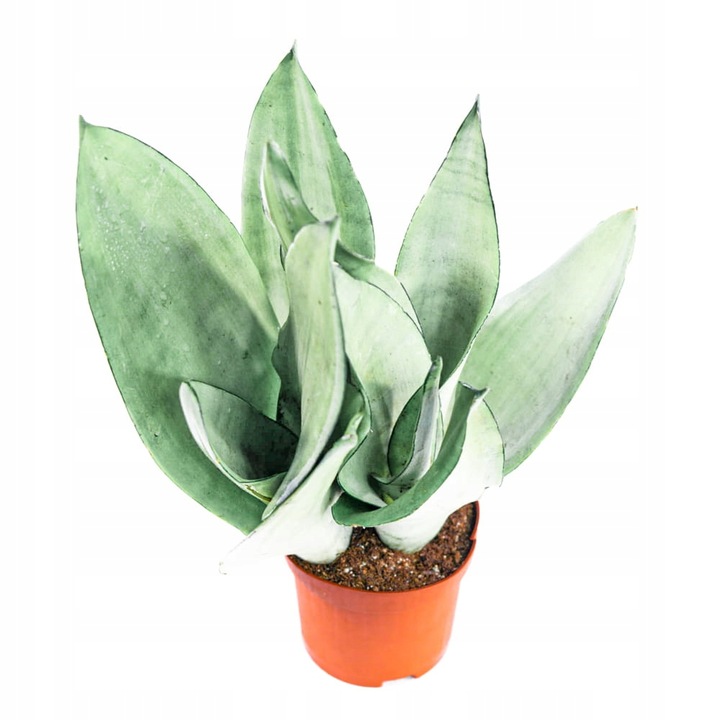 Sansevieria'Moonshine' KSIĘŻYCOWA PIĘKNOŚĆ -Sansewieria Wytrzymały Sukulent