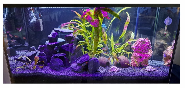 Aranżacja do Akwarium Łupek Drzewiasty Czarny 5kg