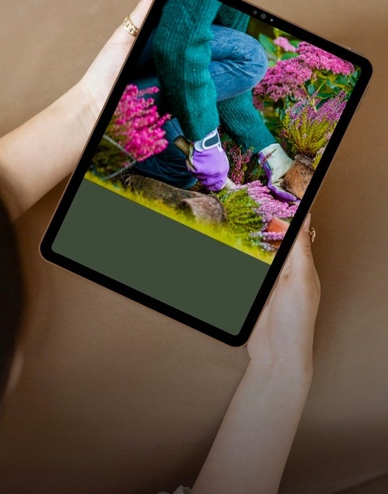 Prusznik niebieski VICTORIA zimozielony SADZONKA niebieski DŁUGO