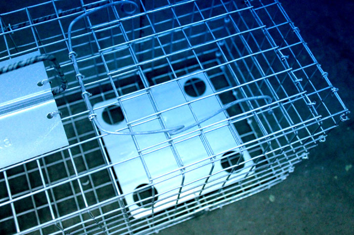 żywołapka pułapka na kuny, koty, lisy super szybka