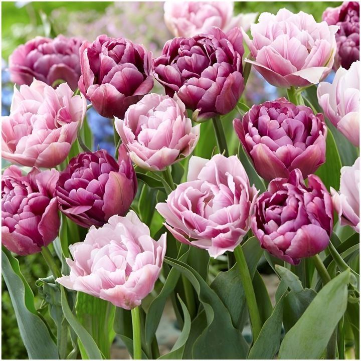 TULIPAN cebulki DOUBLE MIX KOLORY RÓŻU 20 szt. + GRATIS