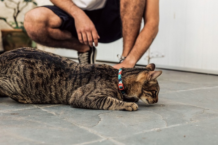 Zee Dog obroża dla kota Ella