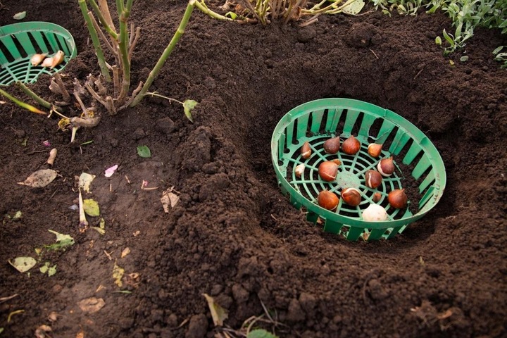 Koszyk 20x Osłonka do Sadzenia Cebulek Cebul Kwiatowych Bulw 22cm