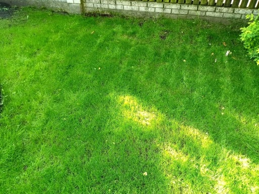 Trawa UNIWERSALNA nasiona trawy SAMOZAGĘSZCZAJĄCA odporna na DEPTANIE 5kg