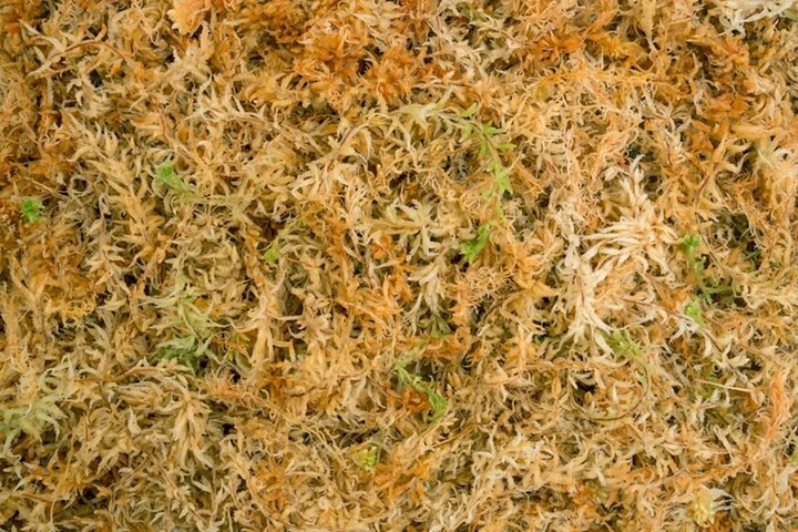 Besgrow Mech torfowiec Sphagnum Spagmoss 500g 40L - podłoże dla roślin
