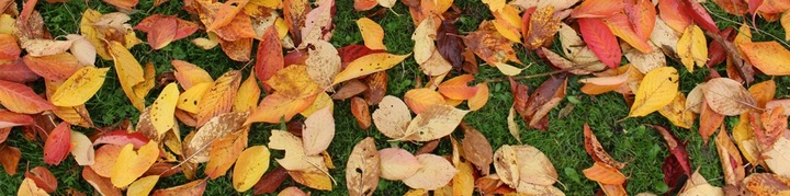 SIARKOPOL NAWÓZ JESIENNY DO TRAWNIKÓW TRAWY 15KG OGRÓD2001