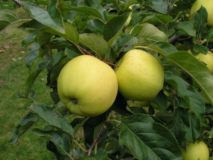 Jabłoń papierówka OLIWKA ŻÓŁTA bardzo wczesna PAPIERÓWKA Z DZIECIŃSTWA