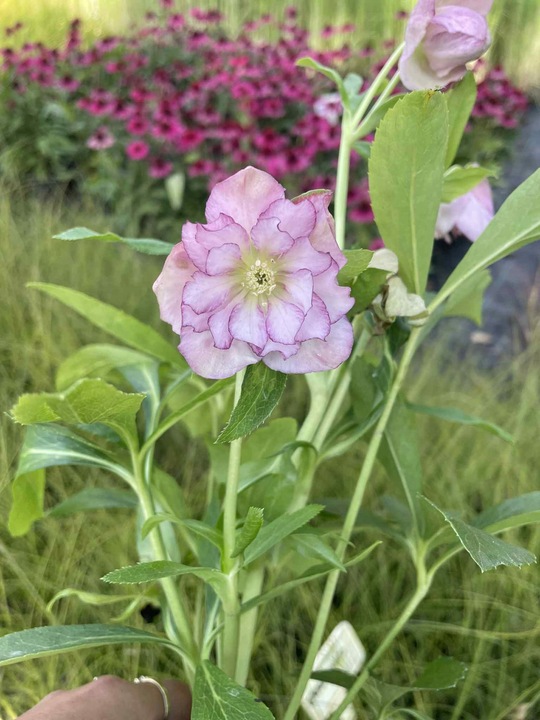 CIEMIERNIK HELLEBORUS DOUBLE ELLEN PICOTEE sadzonka 2 letnia doniczka