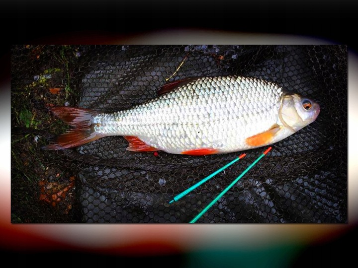 BAT MISTRALL ZINO COMPETITION POLE 6m / 10-30g