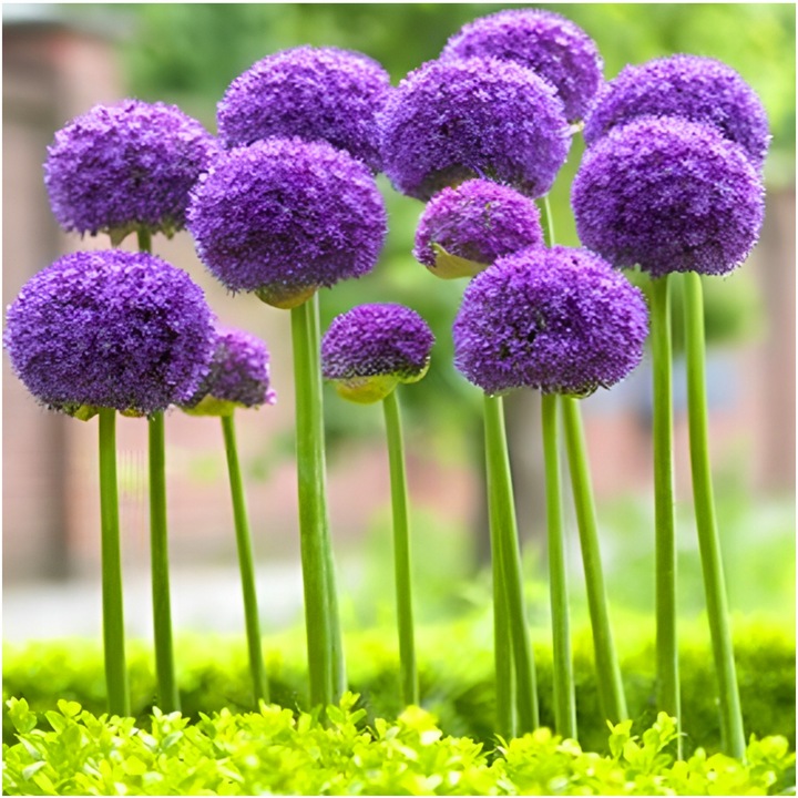 CZOSNEK ozdobny OLBRZYMI cebulki FIOLETOWY GLADIATOR 5 szt. + GRATIS