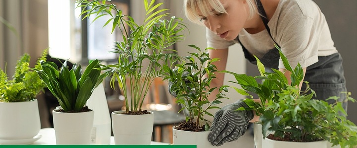 Sanium Pin Owadobójcze Pałeczki + Nawóz 40sztuk miseczniki mączliki