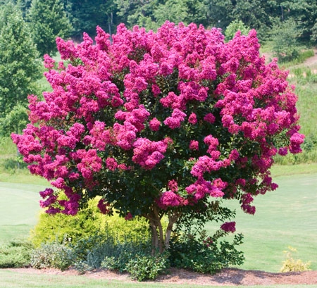 LAGERSTROEMIA INDYJSKA PINK, BEZ POŁUDNIA, NAJDŁUŻEJ KWITNĄCY KRZEW