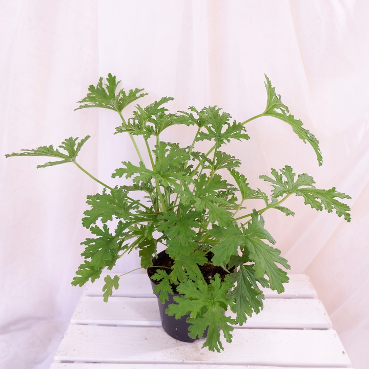 GERANIUM ANGINKA ROŚLINA LECZNICZA gęsta XL don.Ø13cm