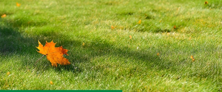 JESIENNY NAWÓZ DO TRAWY TRAWNIKA TRAWNIKÓW FRUKTOVIT 5 KG WZMACNIA