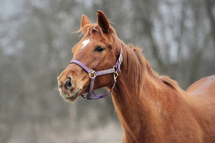 OLEJ LNIANY DLA KONI 5L PASZA DLA ZWIERZĄT + STRZYKAWKA