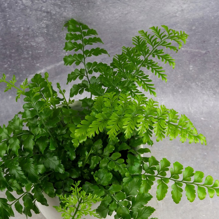 Paproć ASPLENIUM PARVATI egzotyczna paprotka domowa BEZPIECZNA DLA