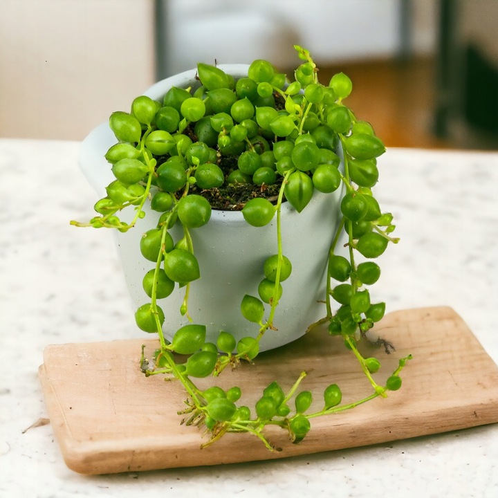 SENECIO rowleyanus STARZEC ROWLEYA D6cm ZIMOWE ZABEZPIECZENIE